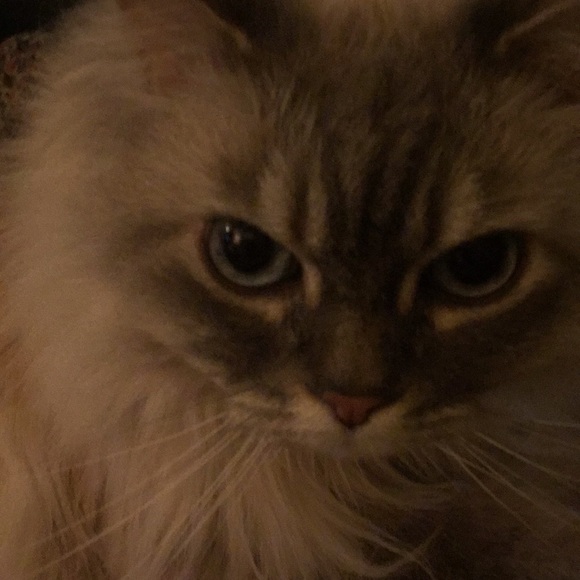 Meet your Posher, Suzanne - Picture 1 of 1